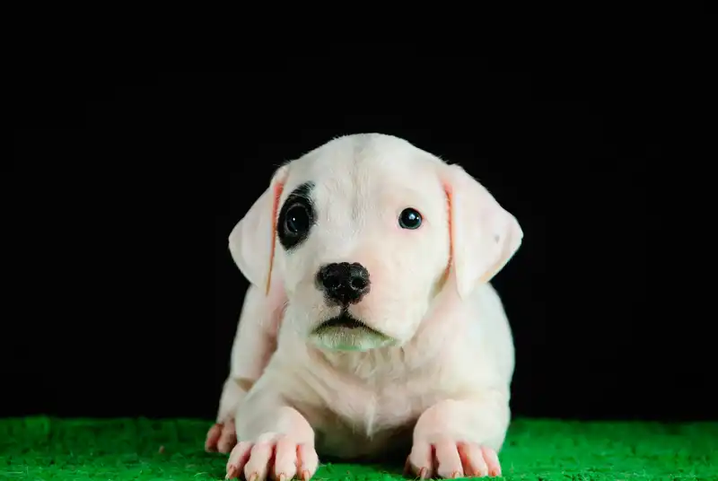 Argentine Dogo