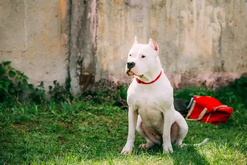 Argentine Dogo 