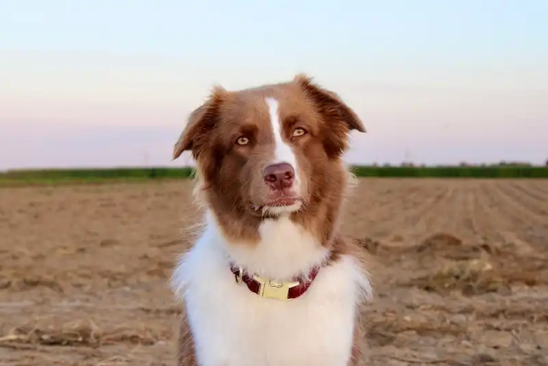 Aussie