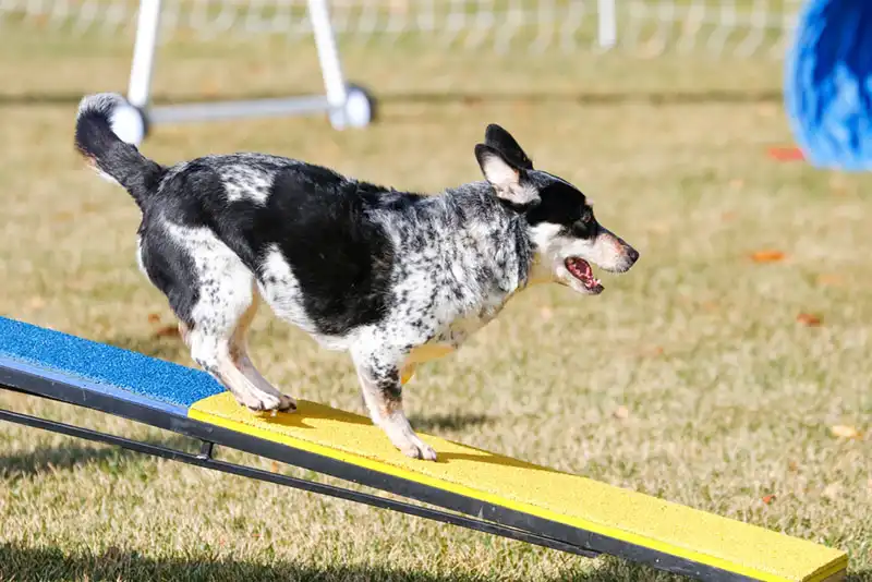 Australian Cattle Dog