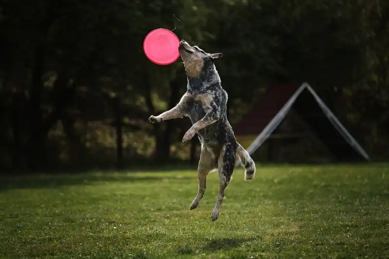 Australian Cattle Dog