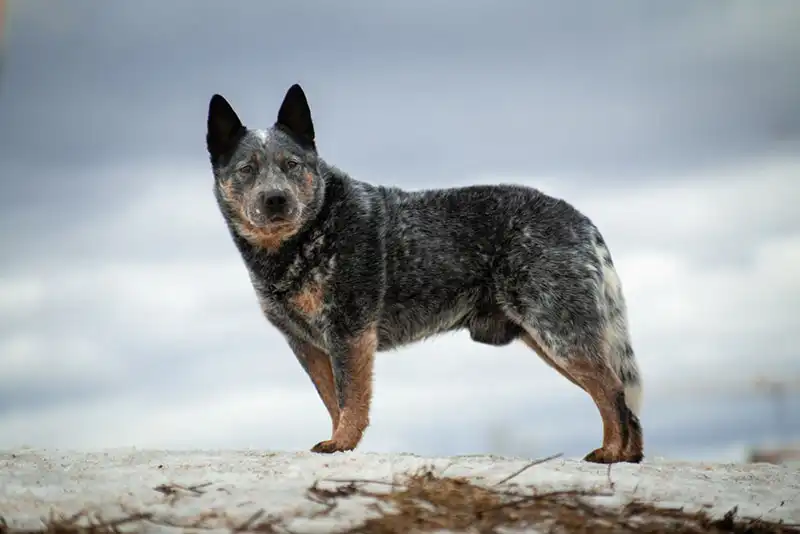 Australian Cattle Dog