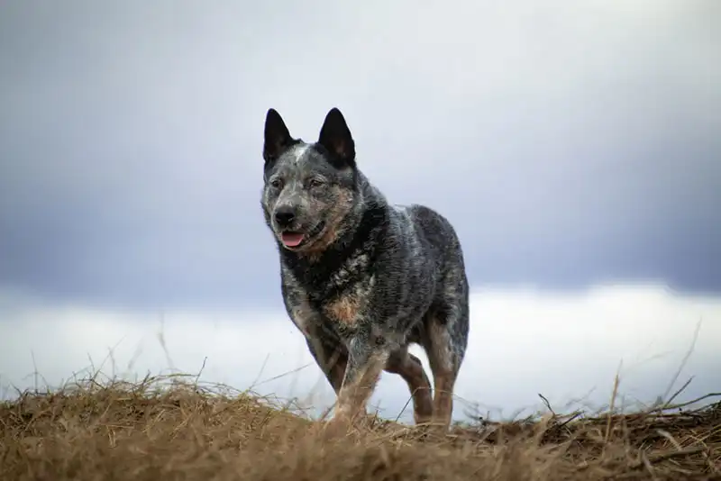 Australian Cattle Dog
