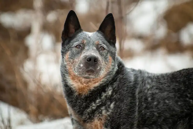 Australian Cattle Dog