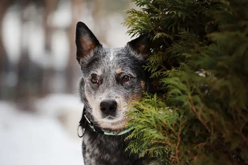 Australian Cattle Dog