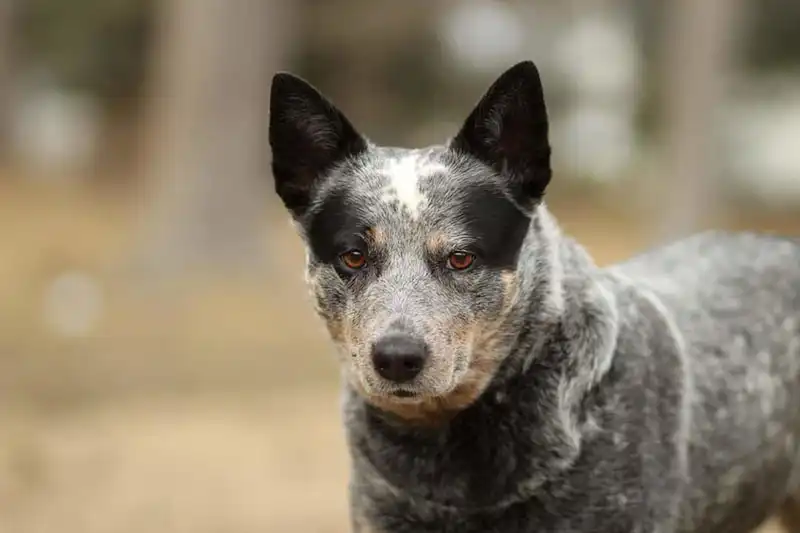 Australian Cattle Dog