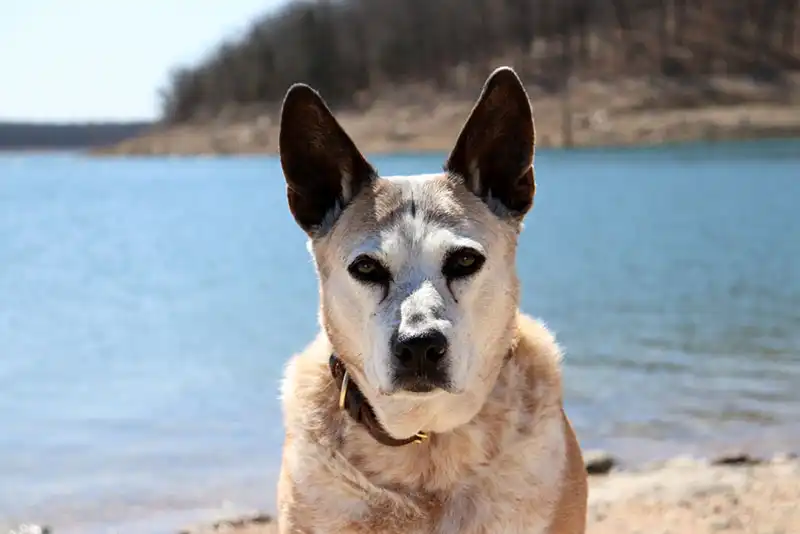 Australian Cattle Dog