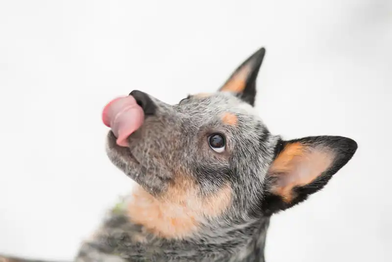 Australian Cattle Dog