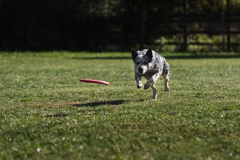 Australian Cattle Dog
