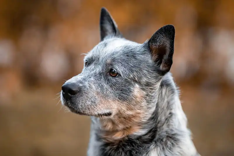 Australian Cattle Dog