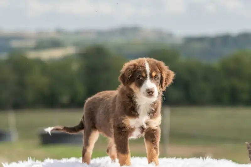 Australian Cattle Dog 