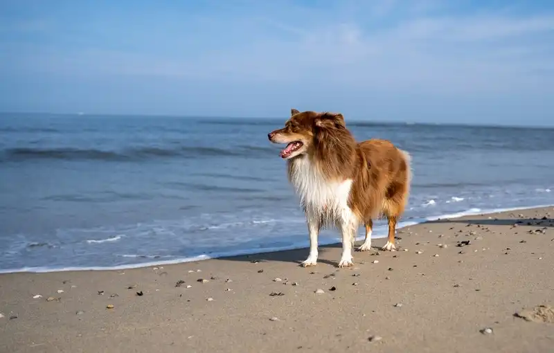 Australian Shepherd (Aussie)