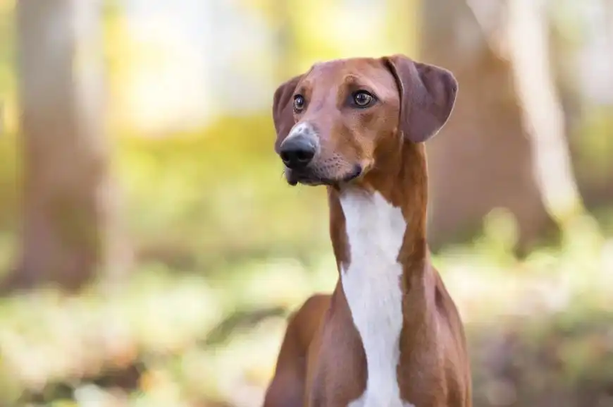 Azawakh African Greyhound