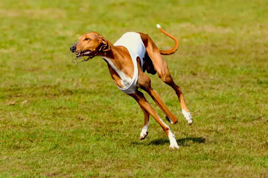 Azawakh African Greyhound