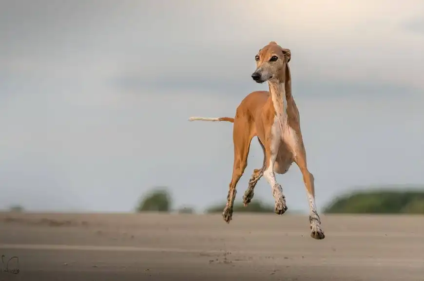 Azawakh African Greyhound