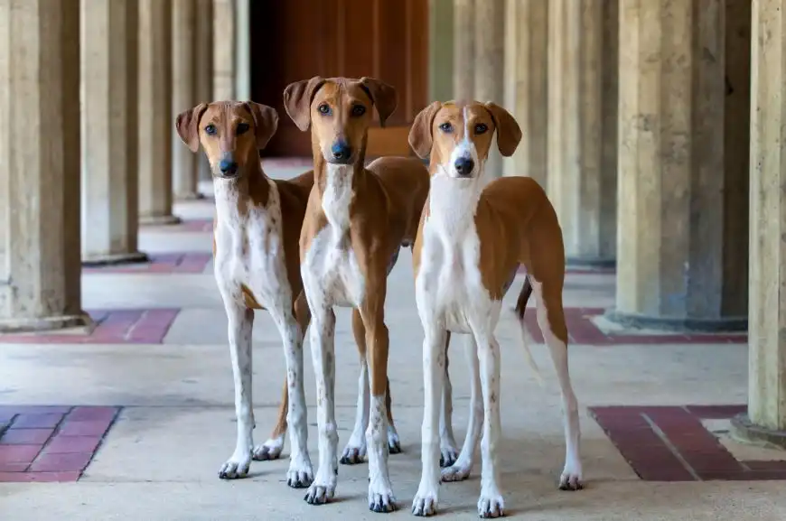 Azawakh History of the Breed