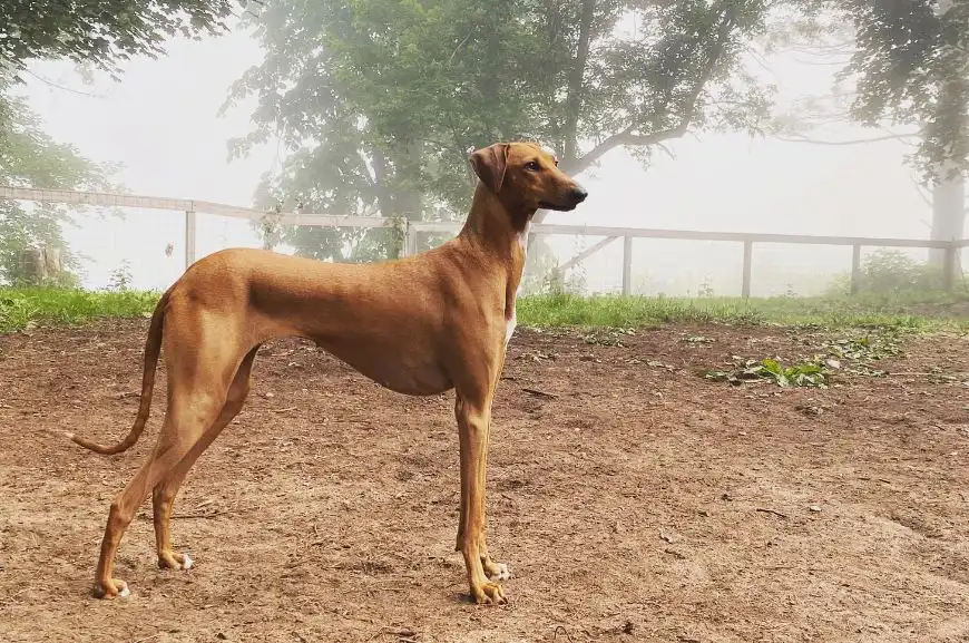 Azawakh breed description