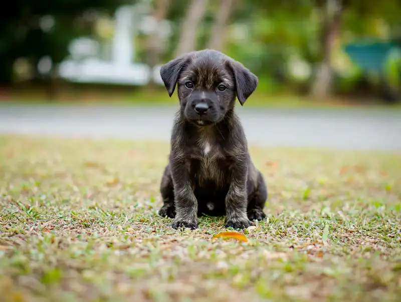 Azorean Shepherd Dog