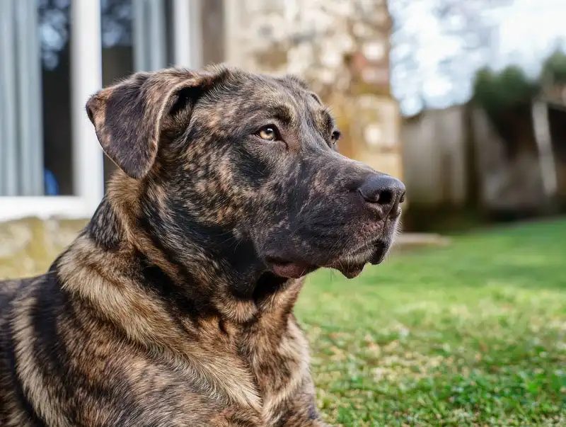 Azorean Shepherd Dog