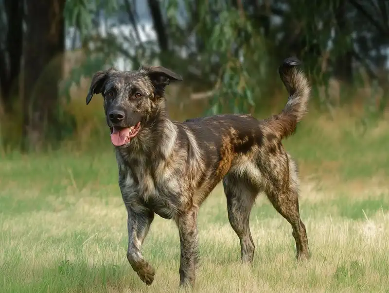 Azorean Shepherd Dog