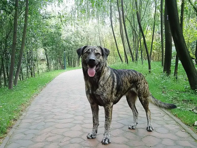 Azorean Shepherd Dog