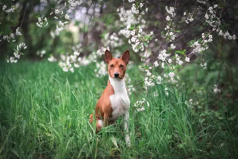 Basenji