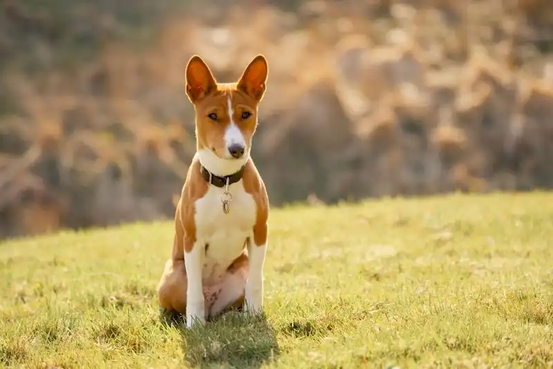 Basenji 