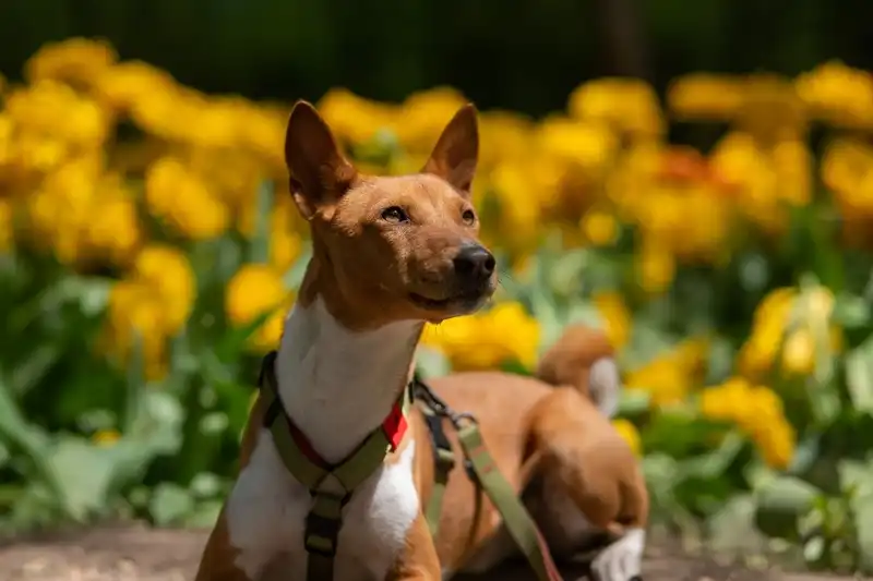 Basenji