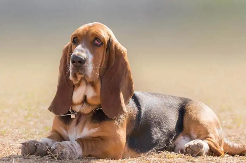 Basset Hound 