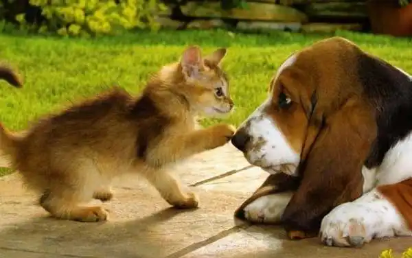 Basset Hound