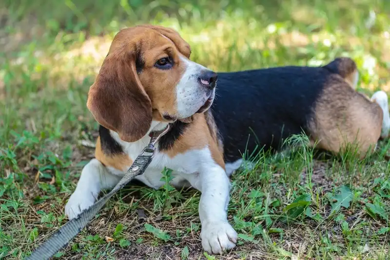 Beagle
