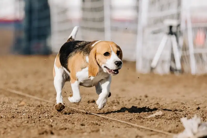 Beagle