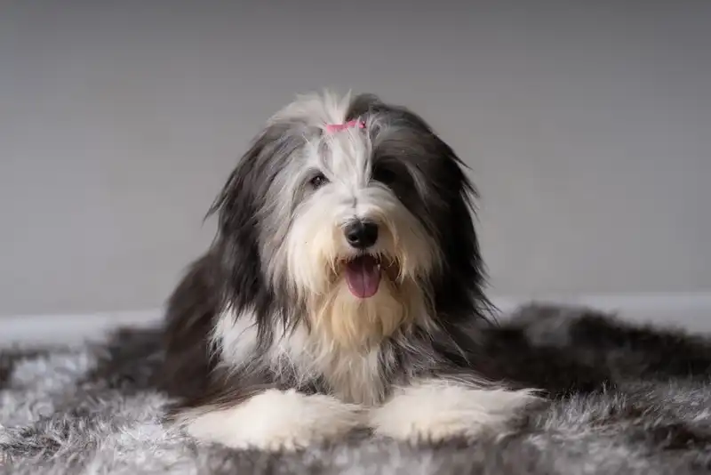 Bearded Collie