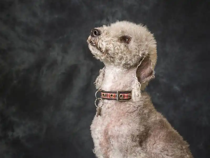 Bedlington Terrier 