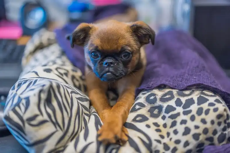 Belgian Griffon