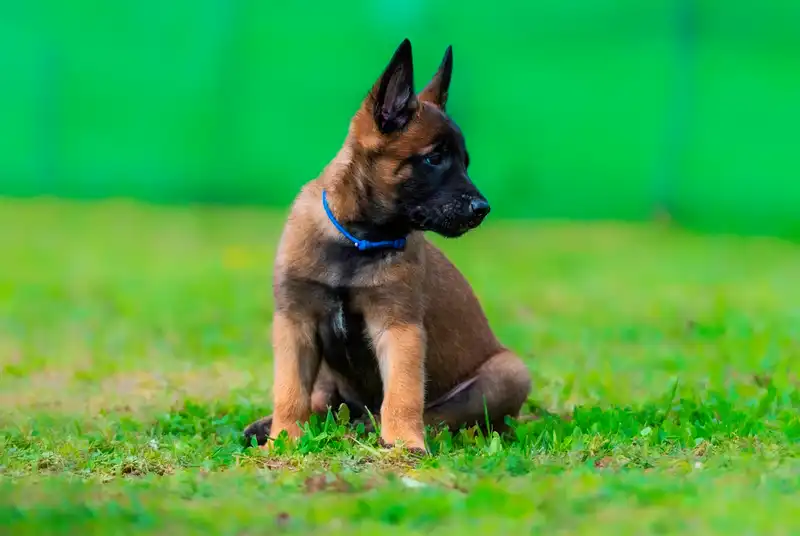 Belgian Shepherd