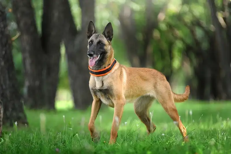 Belgian Shepherd