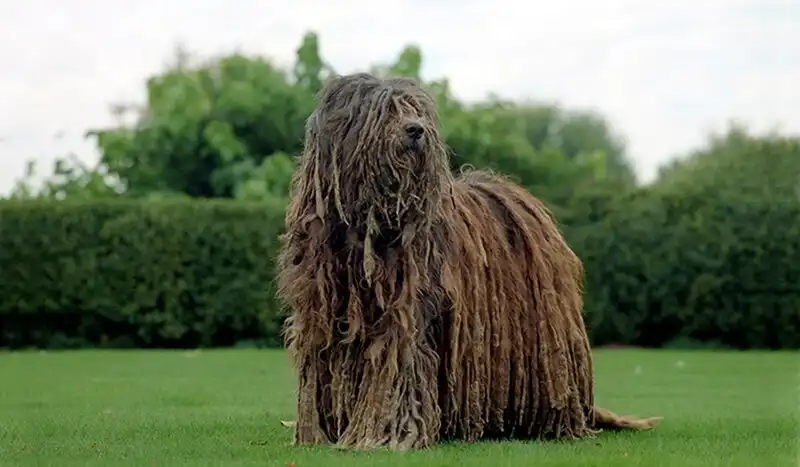 Bergamasco Shepherd