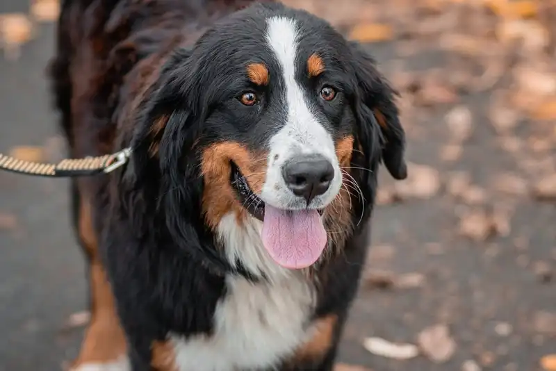 Bernese Mountain Dog