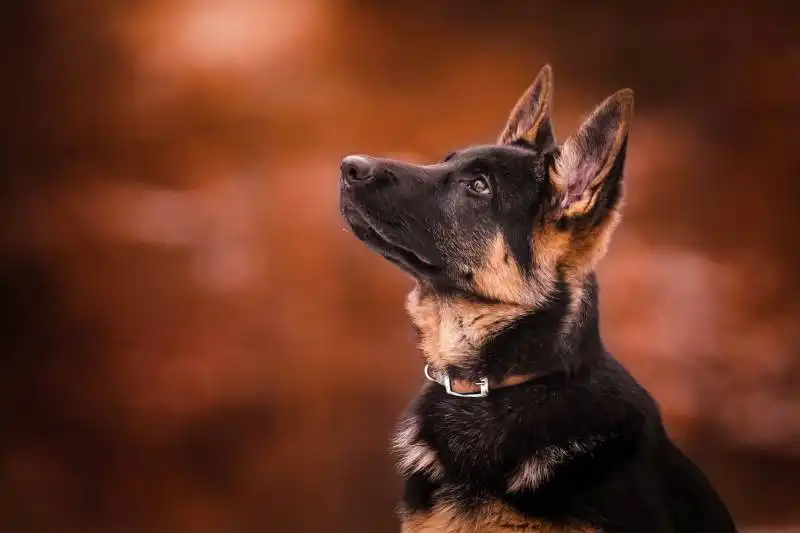 Best Dog Breeds