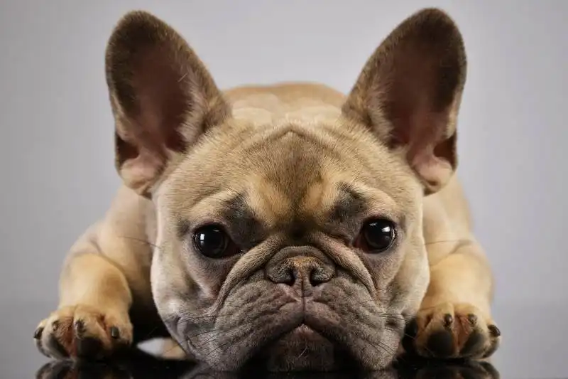 Best Dog Breeds