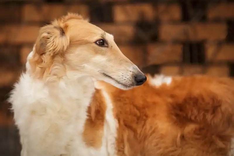 Best Dog Breeds