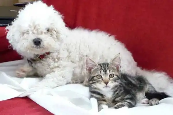 Bichon Frise
