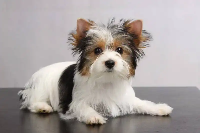 Biewer Yorkshire Terrier 