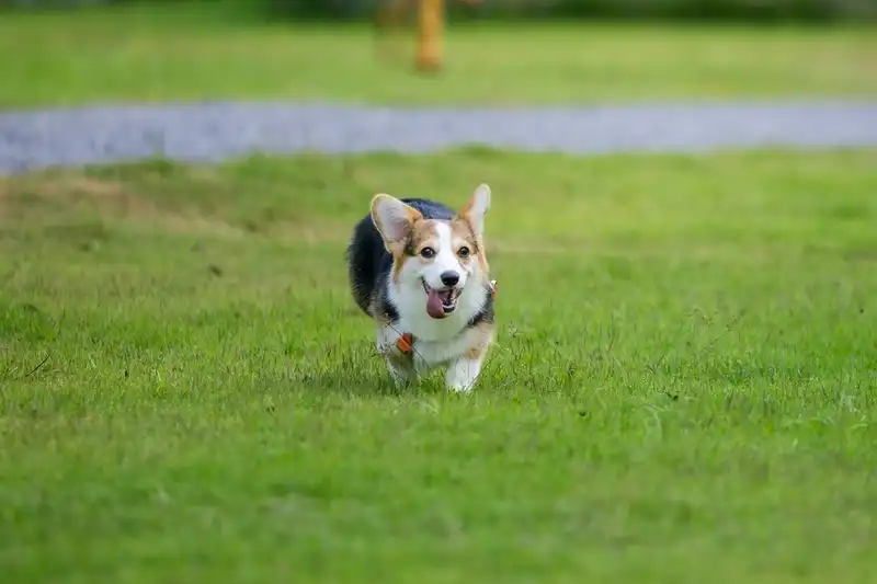 Black Corgis