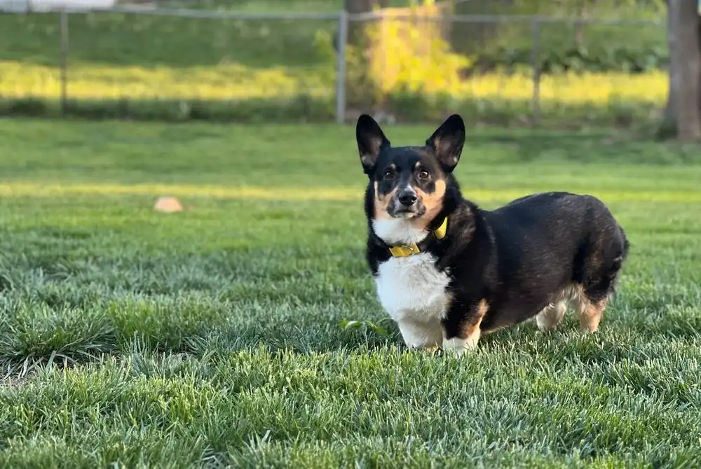 Black Corgis