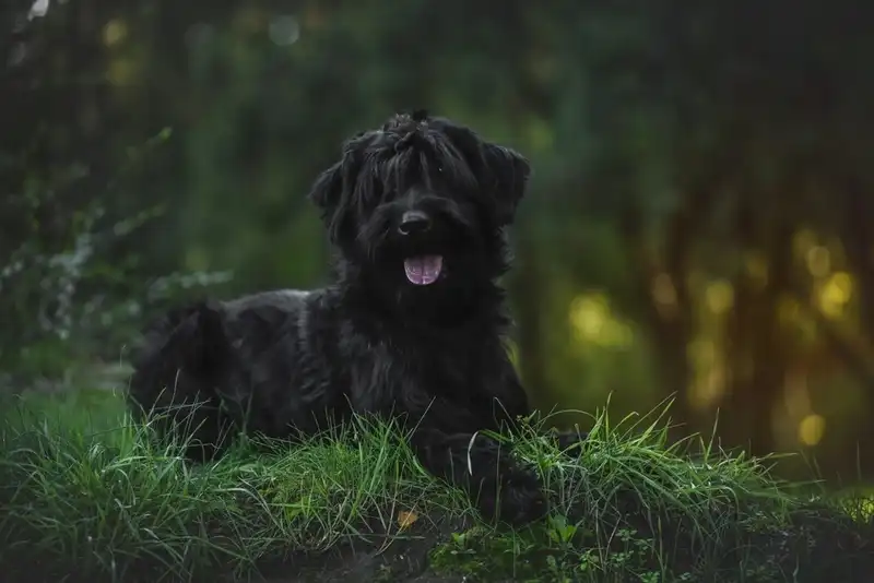 Black Russian Terrier
