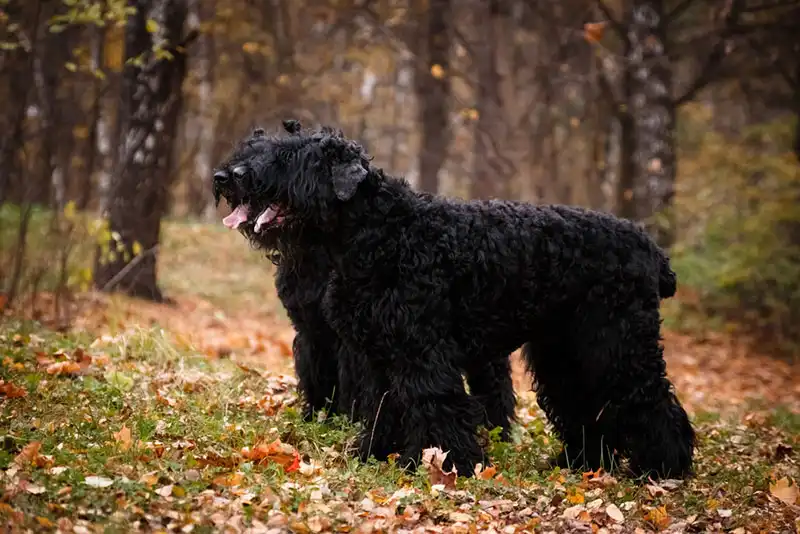 Black Terrier 