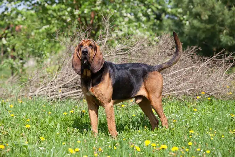 Bloodhound 