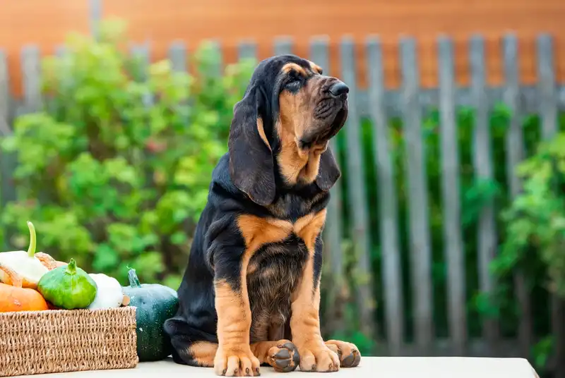 Bloodhound